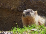 Ai Piani dell’Avaro ben fioriti di crocus – 2 maggio 2025 - FOTOGALLERY